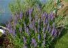 Did You Know the Therapeutic Benefits of Sage? sage leaves