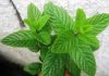 Mint Tea : Stimulates the Mind and Treats Gastric Issues and Rheumatism peppermint oil