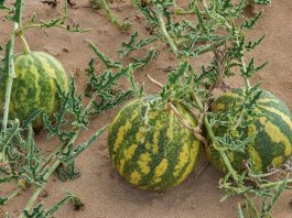 Colocynthis for backache diabetes & cancer