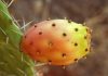 Benefits of cactus fruit Benefits of cactus fruit