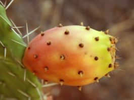 Benefits of cactus fruit
