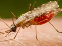 Malaria disease preventive measures denise turney